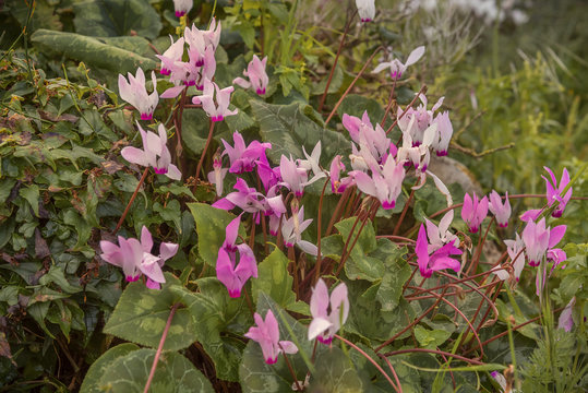 Glade of wild blooming pink purple cyclamen. Cyclamen purpurascens. Spring landscape in Israel. Photo for computer wallpaper, interior