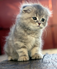 Photos of beautiful kittens