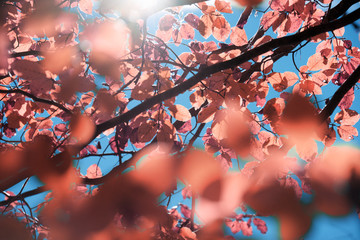 Autumn in the Pyrenees
