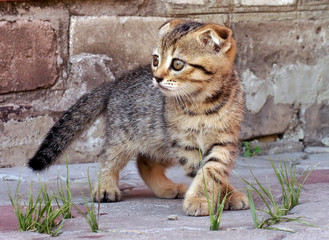 Photos of beautiful kittens