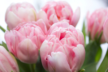 Delicate, soft, delicate pink Tulip with green leaves close-up. Beautiful spring flowers in a...