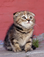 Photos of beautiful kittens