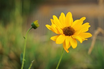 yellow flowers rudbeckia grow in the summer garden.