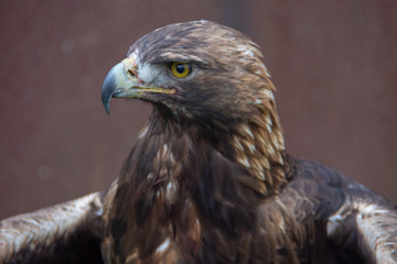 Raubvogel