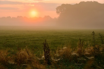 Sonnenaufgang auf der Weide
