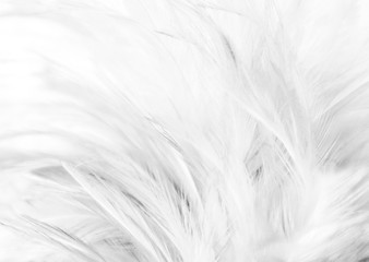 Beautiful closeup textures abstract colorful gray and white feathers and light gray pattern feather wallpaper and background