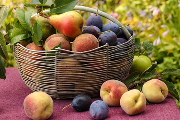 Basket of autumn fruits: apples, pears, plums and peaches on a table in the garden, Some of the fruit lies on the table, Horizontal orientation, Closeup