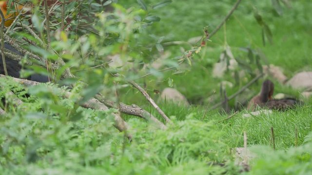 Brown eared pheasant ,Crossoptilon mantchuricum is sesrching food.