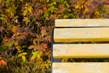 autumn leaves on wooden bench