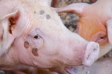 Many small white pigs are on the farmers farm.