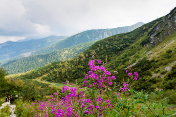 Beautiful Tatry mountains overgrown with green vegetation.