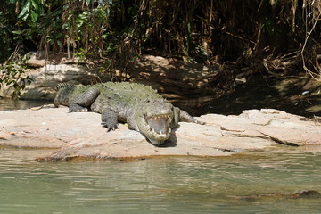 The hungry Crocodile waiting for its food 