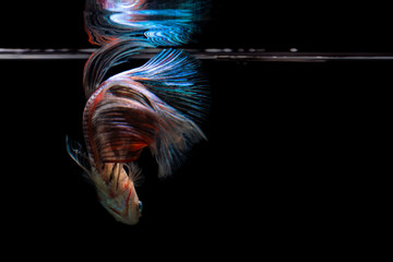 Betta fish water surface reflection on black background