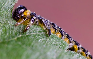 Makro einer fressenden Raupe auf einem Blatt von der Seite