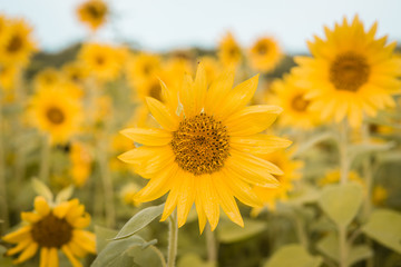 Sunflower Field