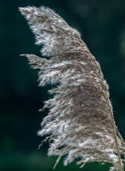 trawa ozdobna © Mariusz Sowula