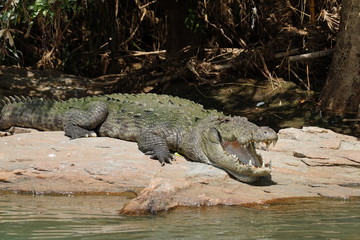 The hungry Crocodile waiting for its food 