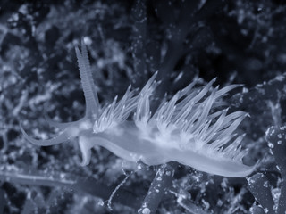 Flabellina affinis, Mediterranean underwater life