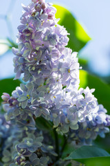 Bright lilac flowers close up on a Sunny spring day in a city Park. Moscow, Russia