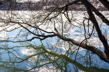 Fototapeta premium Trees and reflection in the water, spring in Mellonlahti, Imatra, Finland