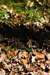 Automne 