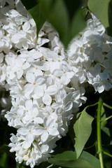 Bushes of white blooming lilac on a Sunny spring day in the city Park. Moscow, Russia