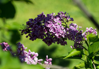 Bright lilac flowers close up on a Sunny spring day in a city Park. Moscow, Russia