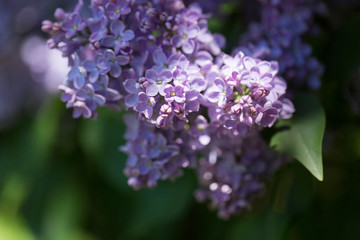 Obraz premium Bright lilac flowers close up on a Sunny spring day in a city Park. Moscow, Russia