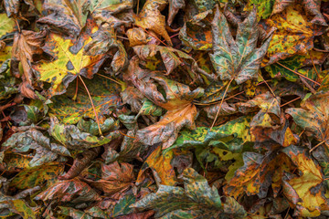 Autumn Color in Maple Leaves in Northern California
