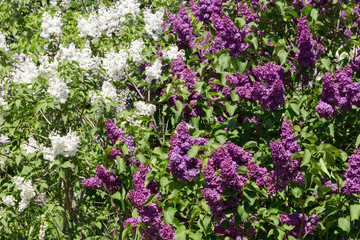 lilac bushes in the city garden on a Sunny spring day