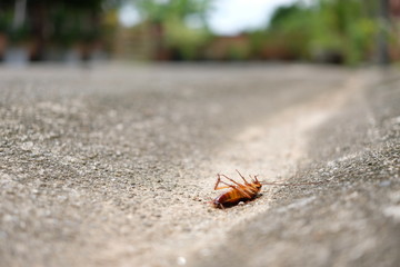 Close up dead body of cockroach on concrete street side with turning face up