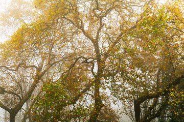 Beautiful misty forest in autumn season