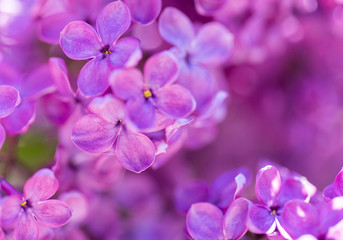 Fototapeta premium Bright lilac flowers close up on a Sunny spring day in a city Park. Moscow, Russia