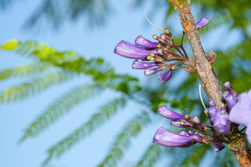 bouquet purple jacaranda mimosifolia  flower buds with green leaves