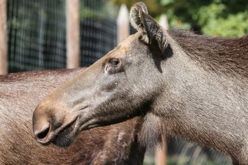 Kopf einer Elchkuh in Nahaufnahme