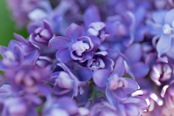 Bright lilac flowers close up on a Sunny spring day in a city Park. Moscow, Russia