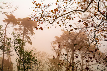 Beautiful misty forest in autumn season