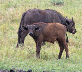 Cape Buffalo calf