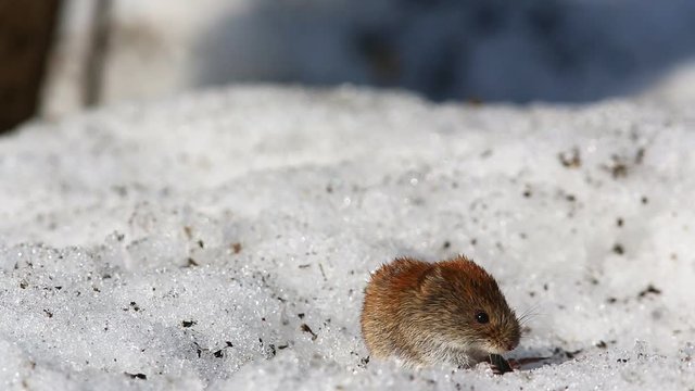 Common Vole (Microtus arvalis) drags sunflower seeds in the hole