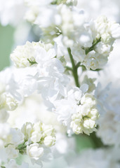 Fototapeta premium White lilac flowers close up on a Sunny spring day in a city Park. Moscow, Russia