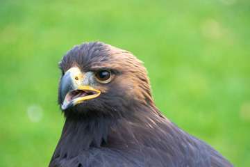 Raubvogel