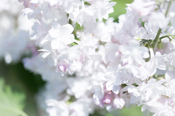 White lilac flowers close up on a Sunny spring day in a city Park. Moscow, Russia
