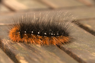 Hairy moth caterpillar in Tuscan garden