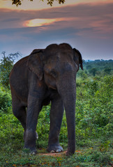 Fototapeta na wymiar Safari, Sri Lanka