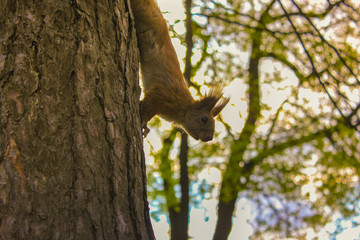 Squirrel in the forest