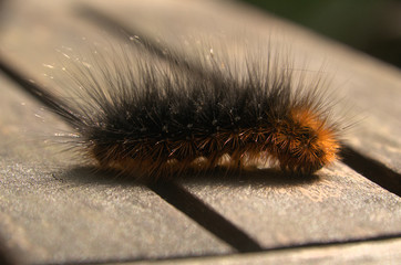 Hairy moth caterpillar in Tuscan garden