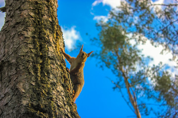 Squirrel in the forest