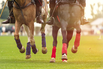 Two polo horses run at the game. Big plan. Horses legs wrapped with bandages to protect against...