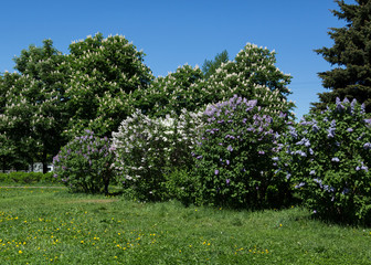Fototapeta premium lilac bushes in the city garden on a Sunny spring day