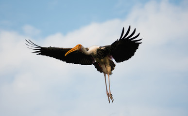 Painted Stork Flying In The Air 